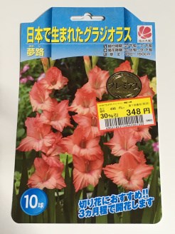 グラジオラス庭いじりと野菜作り田舎のガーデン